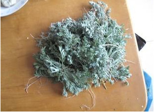 白蒿是茵陳嗎？白蒿與茵陳有什么區(qū)別