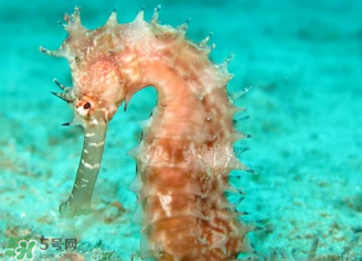 孕婦可以吃海馬煲湯嗎？海馬湯孕婦可以喝嗎？