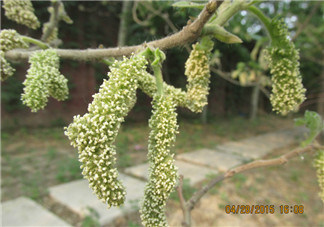 構(gòu)樹穗有什么作用？構(gòu)樹穗的作用
