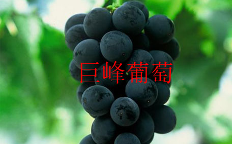 法國(guó)葡萄品種有哪些 法國(guó)最著名4大品種