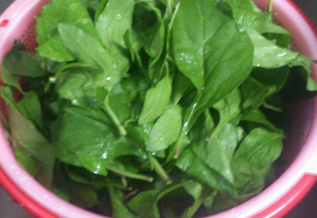 枸杞葉能吃嗎？枸杞葉怎么吃