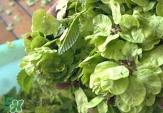 榆錢可以曬干嗎?榆錢曬干能吃嗎? 榆錢可以曬干嗎?榆錢曬干能吃嗎?