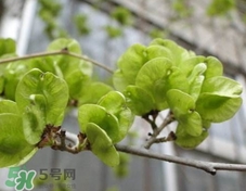 榆錢(qián)可以炒著吃嗎?榆錢(qián)怎么炒好吃? 榆錢(qián)可以炒著吃嗎?榆錢(qián)怎么炒好吃?