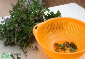 吃枸杞葉會(huì)過敏嗎？吃枸杞葉會(huì)不會(huì)過敏