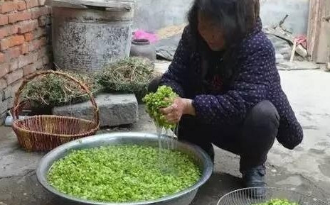 榆錢怎么蒸？蒸榆錢的做法