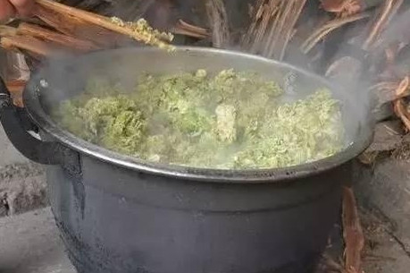 榆錢怎么蒸？蒸榆錢的做法