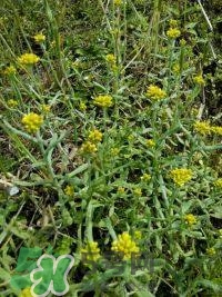 佛耳草的功效與作用及禁忌 佛耳草怎么吃 佛耳草的功效與作用及禁忌 佛耳草怎么吃