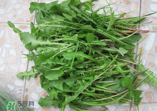 婆婆丁根泡水喝有什么好處?婆婆丁根泡水喝的功效與作用 婆婆丁根泡水喝有什么好處?婆婆丁根泡水喝的功效與作用