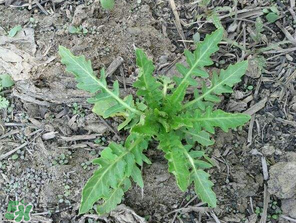 曲曲菜如何做好吃？曲曲菜怎么做好吃？