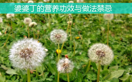 大葉芹怎么吃？大葉芹的做法？
