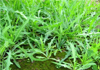 曲曲菜能生吃嗎？曲曲菜可以生吃嗎？