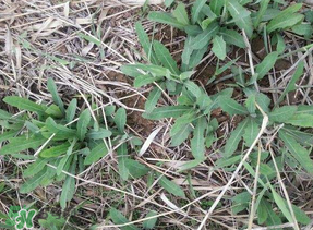 曲曲菜有什么功效？曲曲菜的功效與禁忌