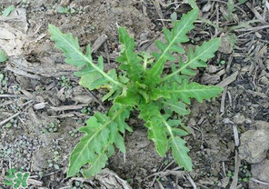 曲曲菜有什么功效？曲曲菜的功效與禁忌