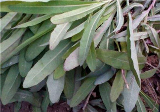 曲曲菜能炒雞蛋吃嗎？曲曲菜可以炒雞蛋嗎？