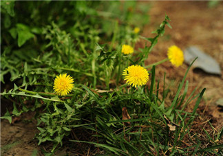 婆婆丁能和枸杞一起泡水喝嗎？婆婆丁枸杞泡水的功效