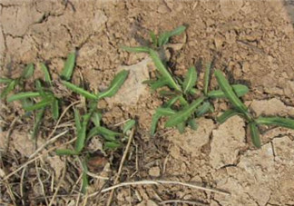 曲曲菜是苦菜嗎？曲曲菜和苦菜有什么區(qū)別？