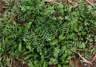 曲曲菜是蒲公英嗎？曲曲菜是不是蒲公英？