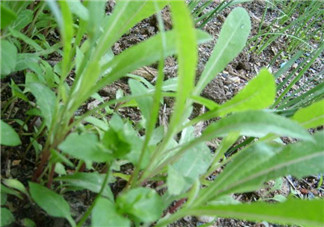 吃曲曲菜有什么好處？吃曲曲菜好嗎？