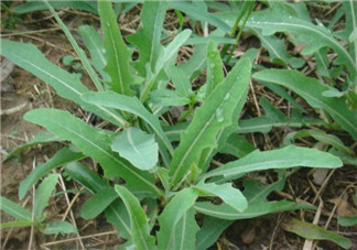 曲曲菜有什么功效？曲曲菜的功效與禁忌