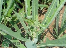 曲曲菜怎么保存?曲曲菜怎么保鮮? 曲曲菜怎么保存?曲曲菜怎么保鮮?