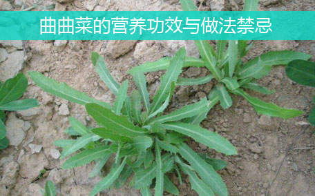 大葉芹怎么吃？大葉芹的做法？