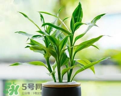 富貴竹可以和百合一起養(yǎng)嗎？富貴竹可以和什么花養(yǎng)？