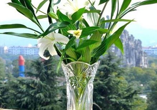 富貴竹有幾個品種？富貴竹有種子嗎？