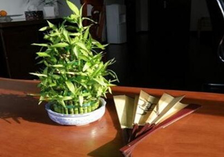 富貴竹葉子發(fā)黃怎么辦？富貴竹怎么養(yǎng)才能更旺盛？