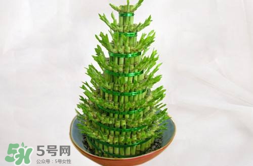 富貴竹可以和百合一起養(yǎng)嗎？富貴竹可以和什么花養(yǎng)？