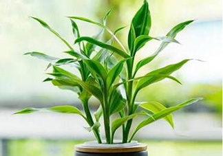 富貴竹可以和百合一起養(yǎng)嗎？富貴竹可以和什么花養(yǎng)？