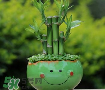 富貴竹可以和百合一起養(yǎng)嗎？富貴竹可以和什么花養(yǎng)？