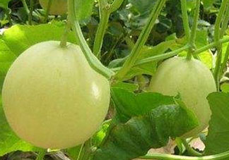 香瓜多少錢一斤？香瓜多少錢一斤2017？