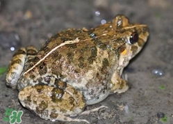 田雞是青蛙嗎？田雞是不是青蛙