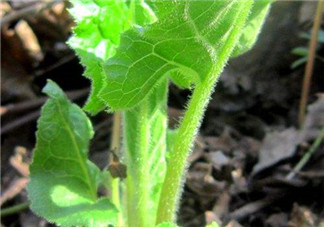 大耳毛野菜怎么吃？大耳毛野菜的做法