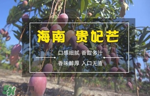 貴妃芒果多少錢一斤 貴妃芒果怎么樣催熟 貴妃芒果多少錢一斤 貴妃芒果怎么樣催熟