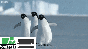 天鵝臂是什么？天鵝臂有用嗎