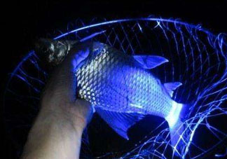 五月份可以夜釣嗎？5月份可以夜釣了嗎？