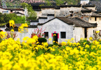 五月份還有油菜花嗎？5月份還有油菜花嗎？