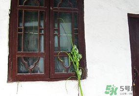 端午節(jié)插門上的是什么？端午節(jié)為什么要插艾草？