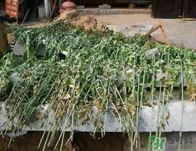 端午節(jié)插門上的是什么？端午節(jié)為什么要插艾草？