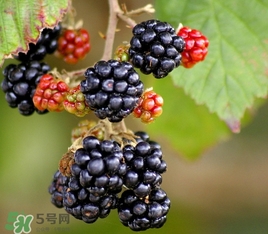 樹莓多少錢一斤 樹莓價格 樹莓多少錢一斤 樹莓價格