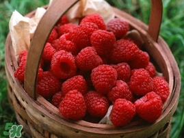 樹莓多少錢一斤 樹莓價格 樹莓多少錢一斤 樹莓價格