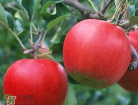 周黑鴨能帶出國(guó)嗎？周黑鴨可以帶出國(guó)嗎