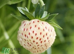 菠蘿莓種子哪里有賣？哪里能買得到菠蘿莓種子？