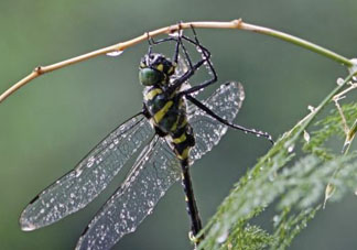 2017年端午節(jié)會(huì)下雨嗎？2017年端午節(jié)下雨好嗎？