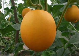 來月經可以吃甜瓜嗎？月經期間可以吃甜瓜嗎？