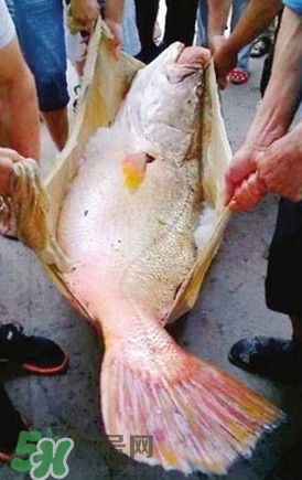 黃唇魚魚鰾能救命？黃唇魚魚鰾可以救命？