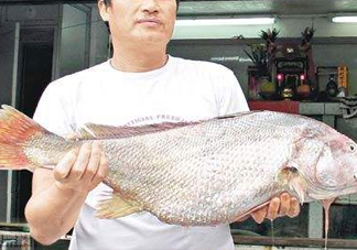 黃唇魚鰾是魚肚嗎？黃唇魚鰾是魚泡嗎