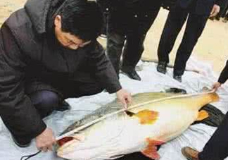 黃唇魚魚鰾真的那么神？黃唇魚魚鰾真實(shí)藥用價(jià)值