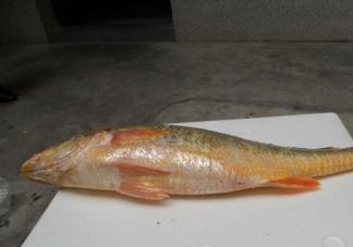 黃唇魚是海魚嗎？黃唇魚是海鮮嗎